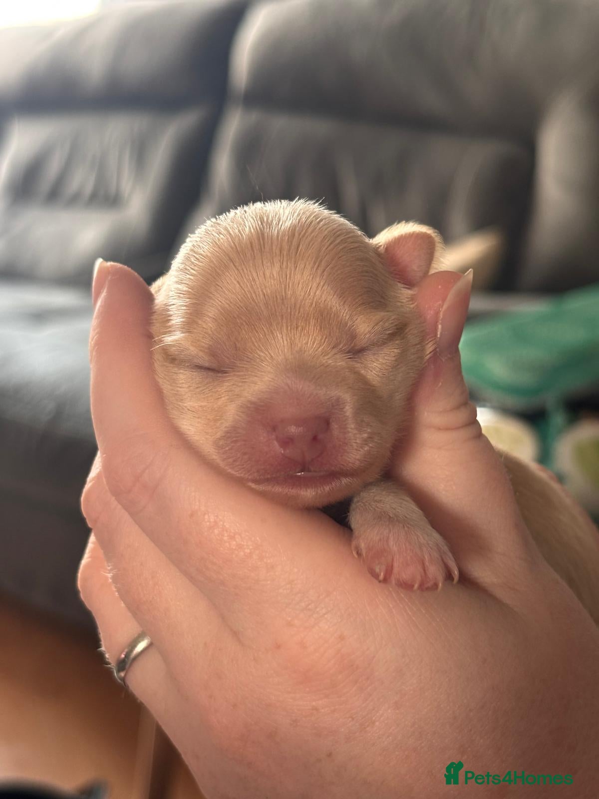 Mixed Breed dogs Gorgeous Chipin x Pomeranian female - Advert 9