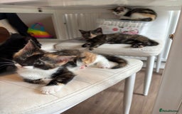 Mixed Breed cats for sale: Beautiful mixed colour kitten - Image 15