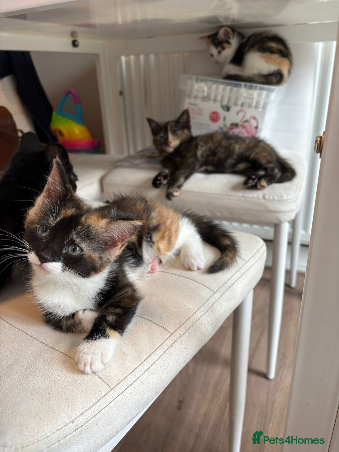 Mixed Breed cats for sale: Beautiful mixed colour kitten - Image 15
