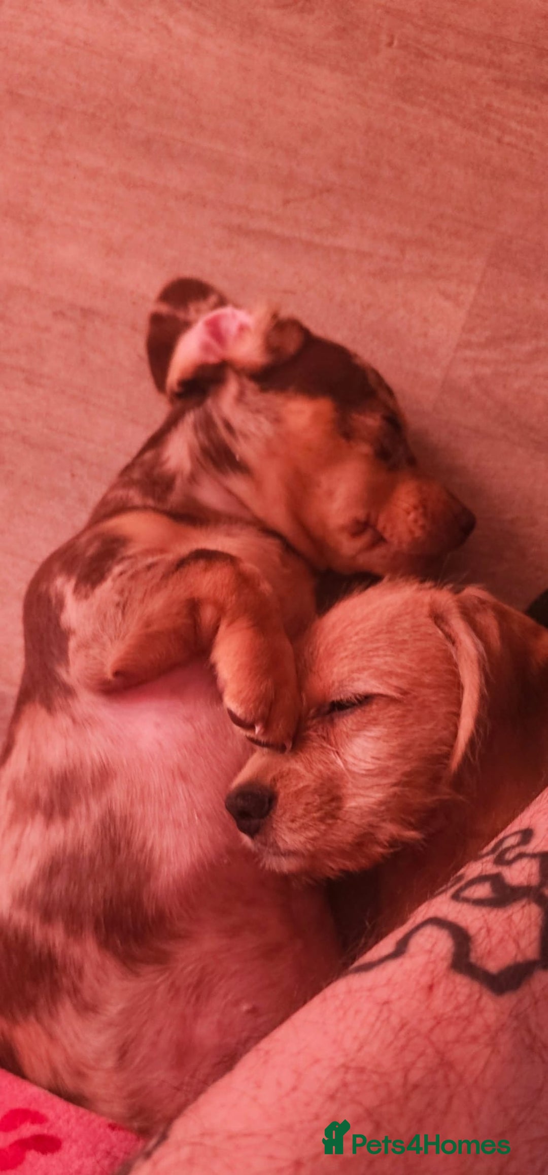 Dachshund dogs for sale: Gorgeous dachshund dogs for sale  - Advert 8