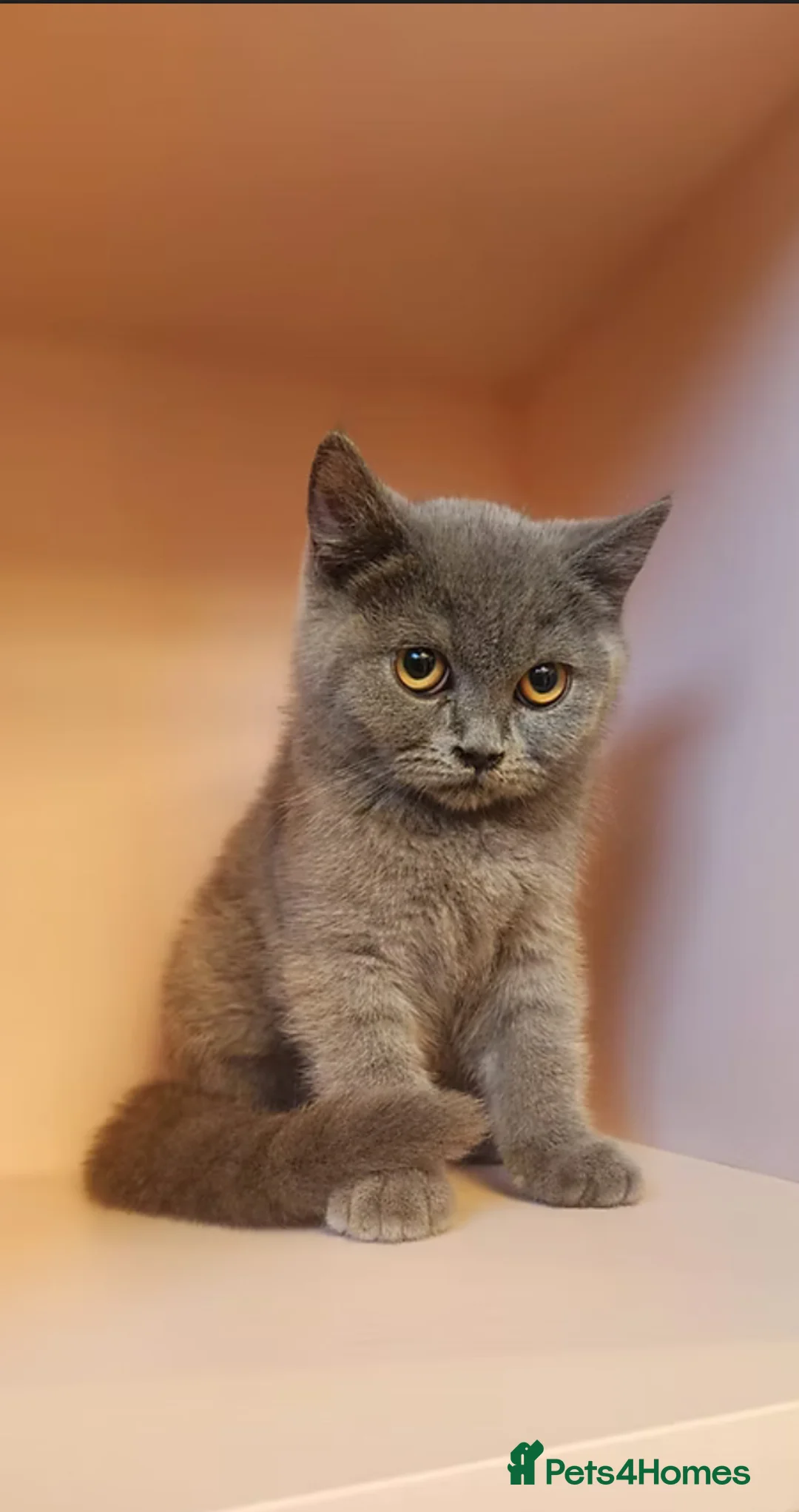 British Shorthair cats for sale: British shorthair  - Advert 2