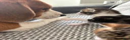 Mixed Breed cats for sale: Stunning kittens ♥️🐱🐱🐱 - Advert 8