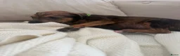 Mixed Breed dogs for sale: Bull hound puppies in London - Advert 23