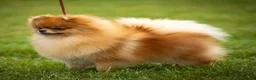 Pomeranian dogs for sale: Beautiful sable girl  - Advert 3