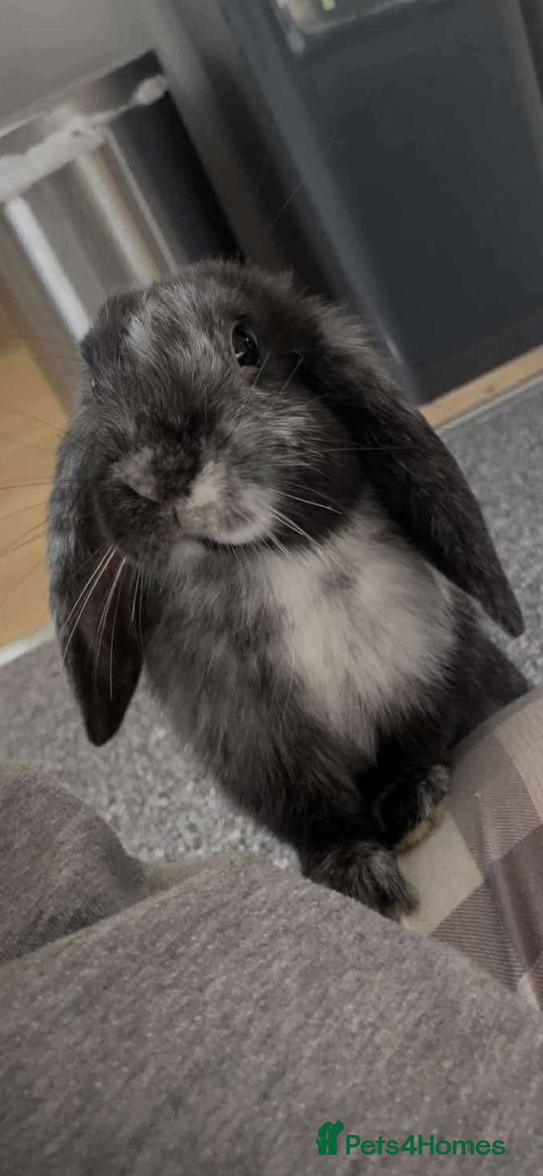 Mixed Breed rabbits for sale: Rabbits for Adoption - Image 3