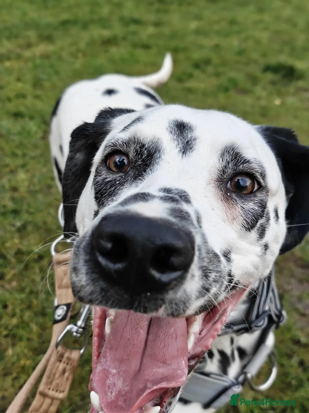 Dalmatian dogs for sale: 6 month old male dalmatian  - Advert 2