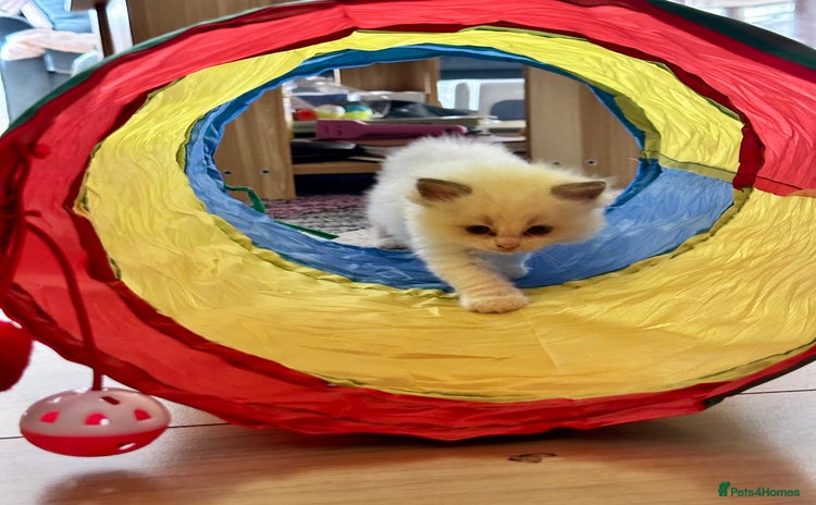 Ragdoll cats - Advert 14