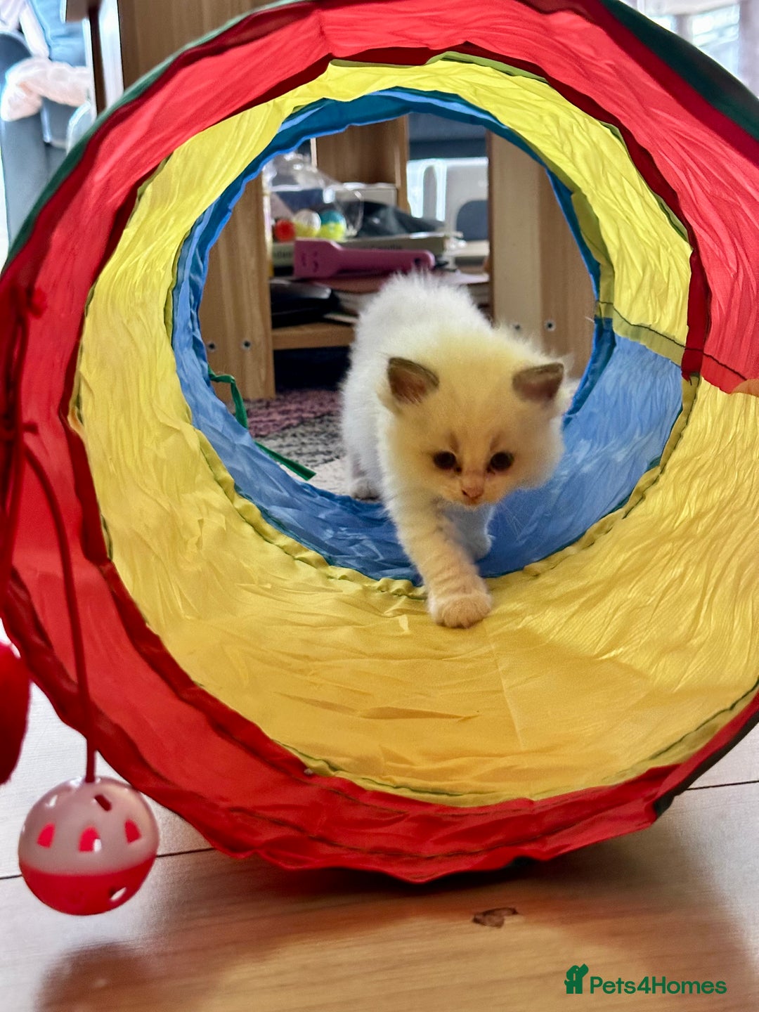 Ragdoll cats for sale: Gorgeous Litter of ragdolls ready 10/10/25 - Image 1