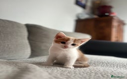 British Shorthair cats for sale: Kittens for sale  - Image 6