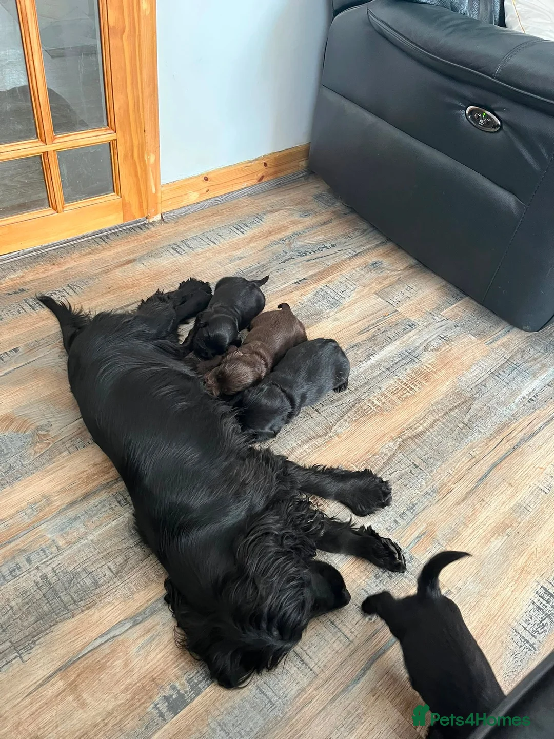 Cocker Spaniel dogs for sale: Gorgeous show cocker spaniel puppies  - Advert 9