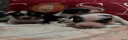 Mixed Breed dogs for sale: Gorgeous little Parson x Jack Russell babies  - Advert 13