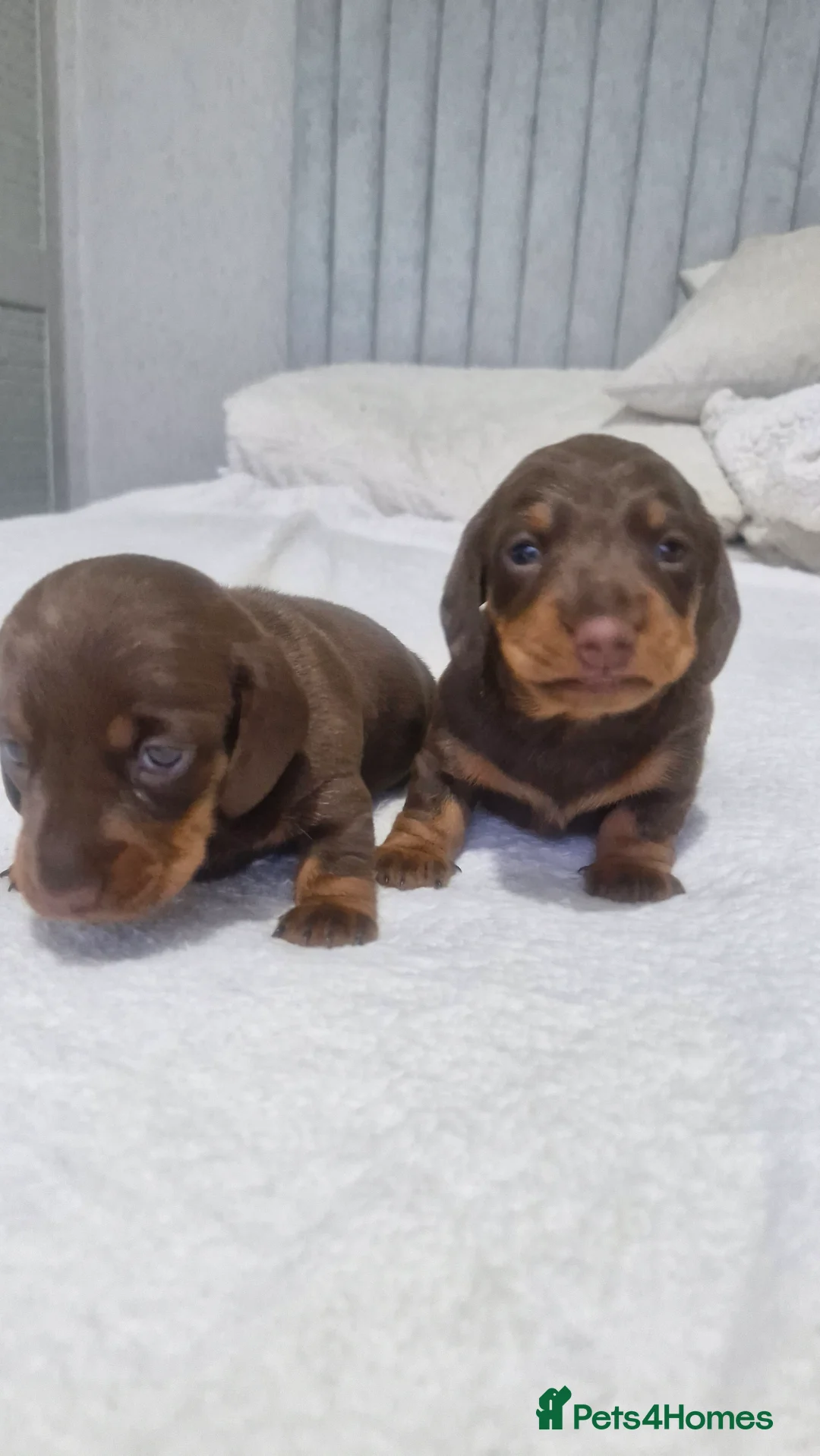 Miniature Dachshund dogs for sale: Minature dachshunds - Advert 7