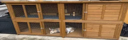 Mixed Breed rabbits for sale: Bonded Pair of Female Rabbits + Full Setup – £300 - Advert 2