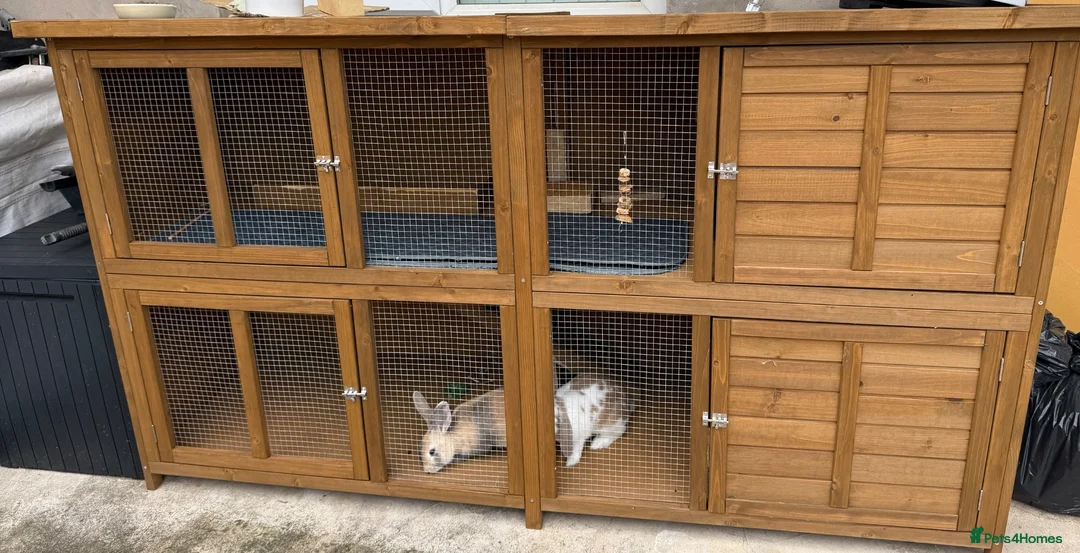 Mixed Breed rabbits for sale: Bonded Pair of Female Rabbits + Full Setup – £300 - Advert 2