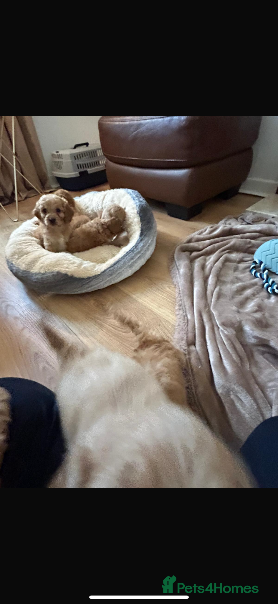 Cockapoo dogs for sale: Cockapoo puppies in Aberdeen - Advert 31
