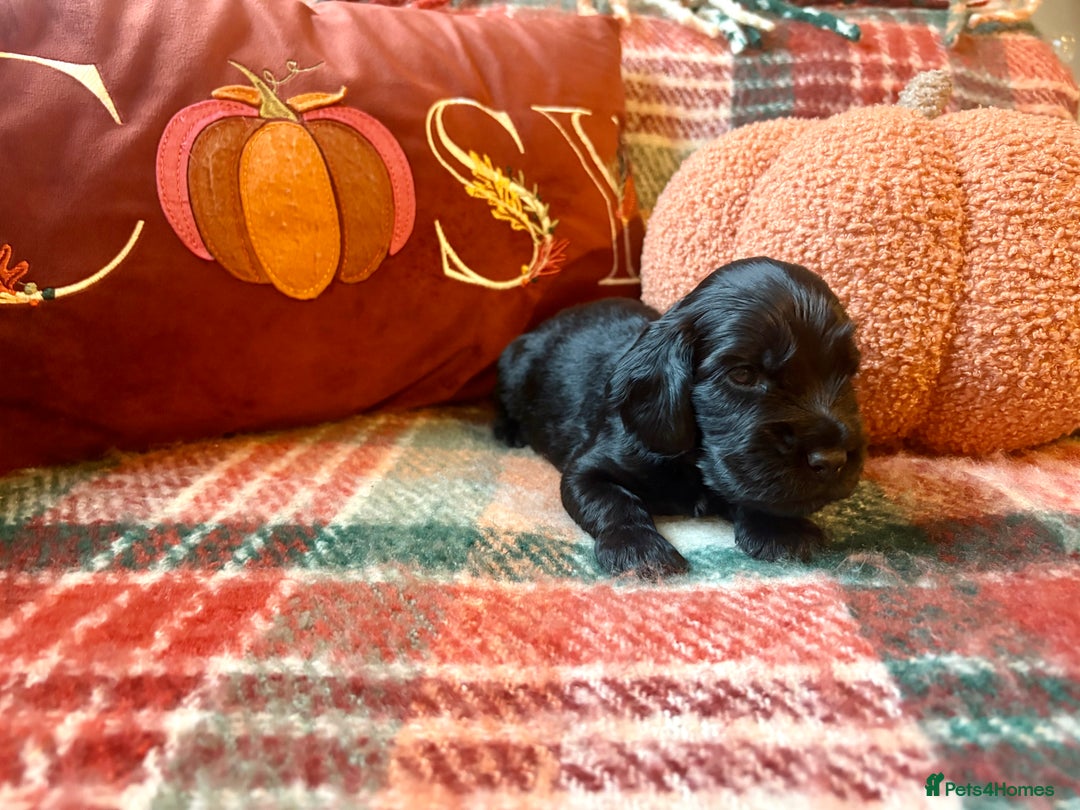 Cocker Spaniel dogs for sale: Beautiful Show Type Cocker Spaniel Puppies - Image 16