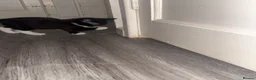 Domestic Shorthair cats for sale: 4 kittens for sale  - Advert 2