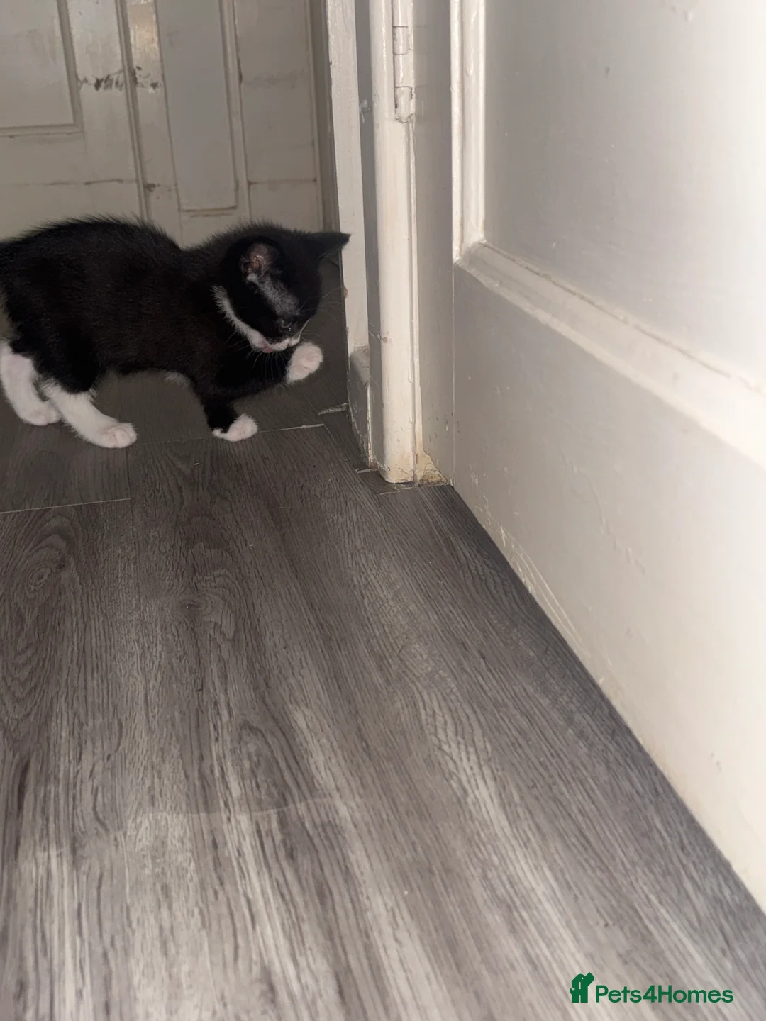 Domestic Shorthair cats for sale: 4 kittens for sale  - Advert 2