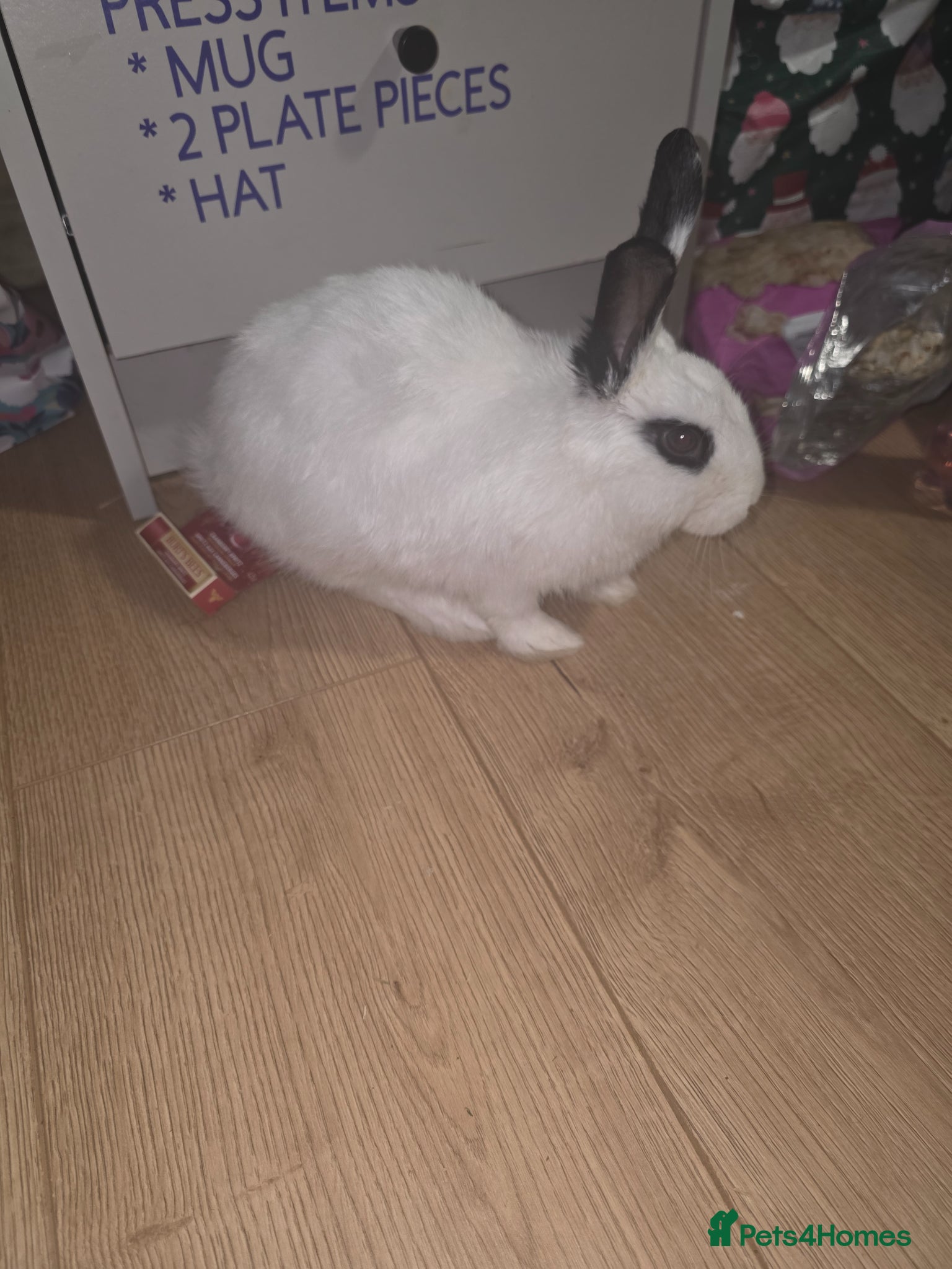 Dwarf Hotot rabbits 3-Month-Old Female Rabbit for Sale  - Advert 2