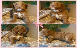 Cavapoo dogs for sale: Beautiful Cavapoo F1B  - Image 2