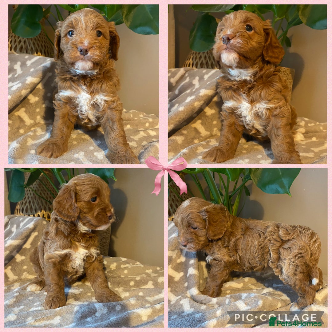 Cavapoo dogs for sale: Beautiful Cavapoo F1B  - Image 2