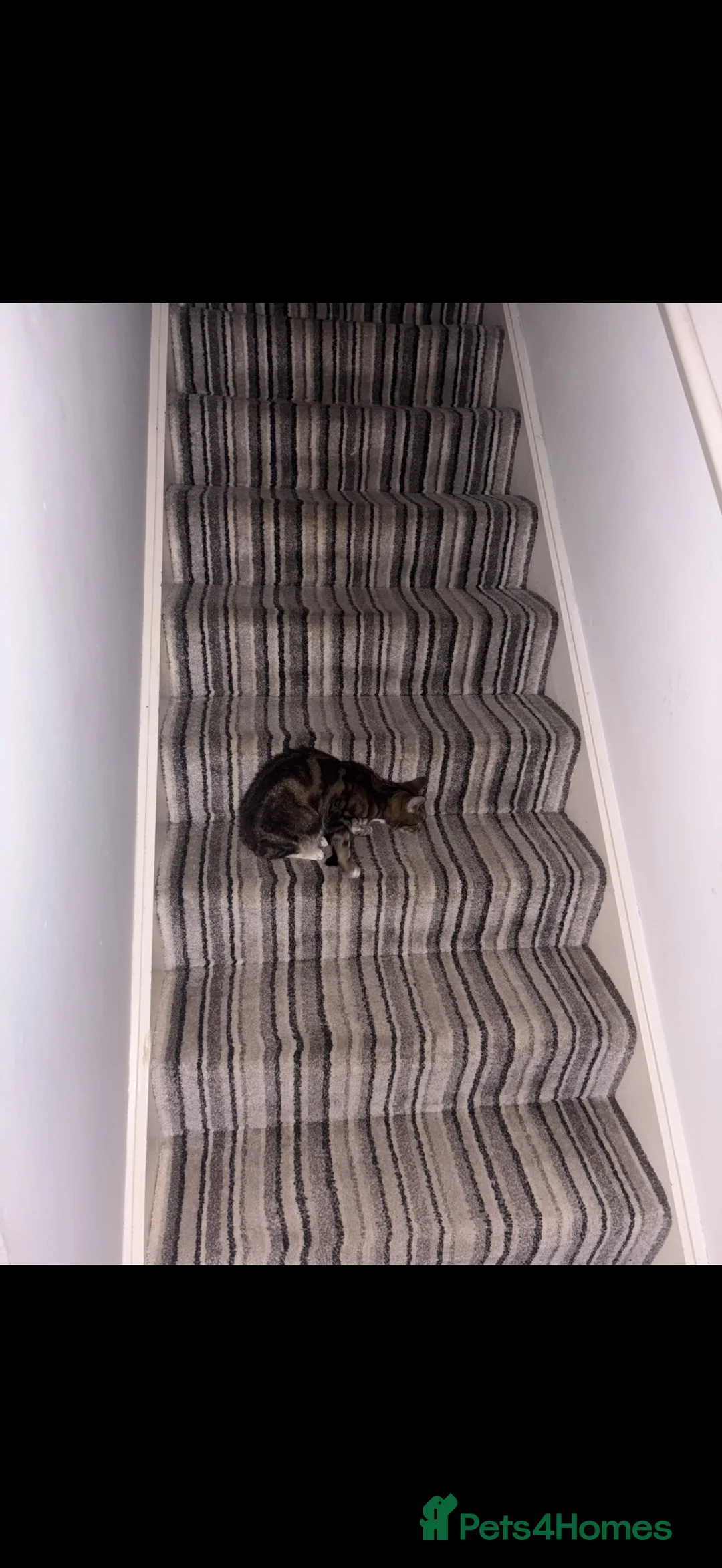 Mixed Breed cats for stud: Adult female cat for adoption in Leicester - Advert 2