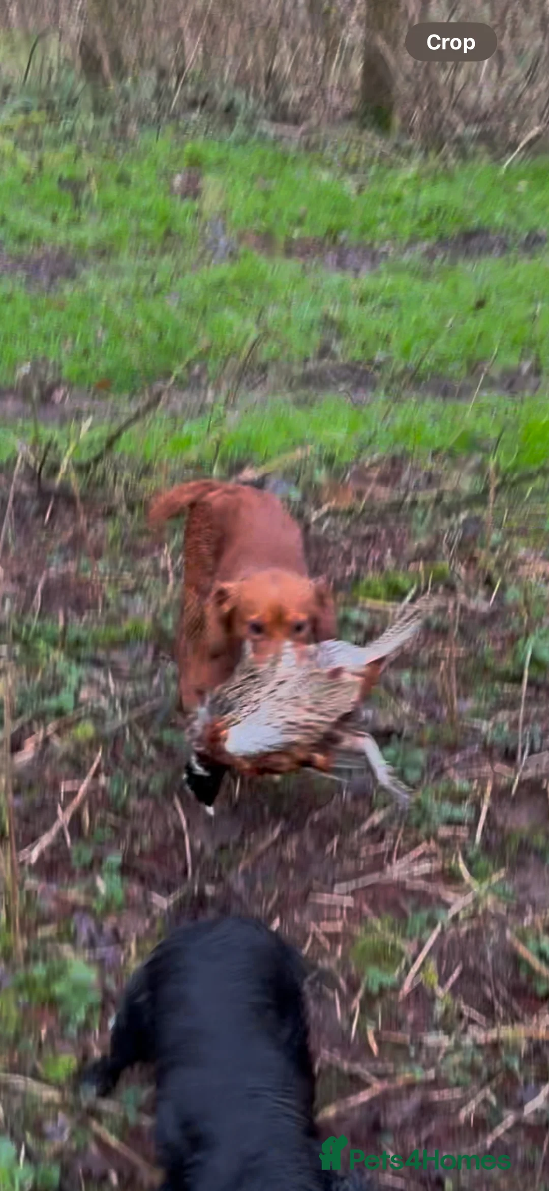 Cocker Spaniel dogs for stud: Gunner, KC Registered, Fully Health Tested WCS in Bury Saint Edmunds - Advert 7