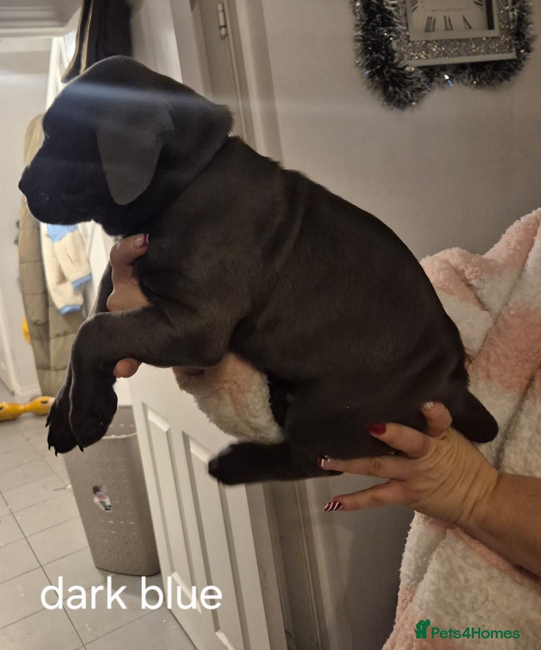 Cane Corso dogs for sale: Cane corso puppies - Advert 11