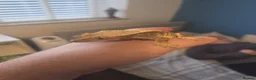 Lizard reptiles for sale: Crested frog but gecko  in Manchester - Advert 7