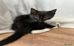 Mixed Breed cats for sale: GORGEOUS BOYS NEEDING HOMES - Image 5