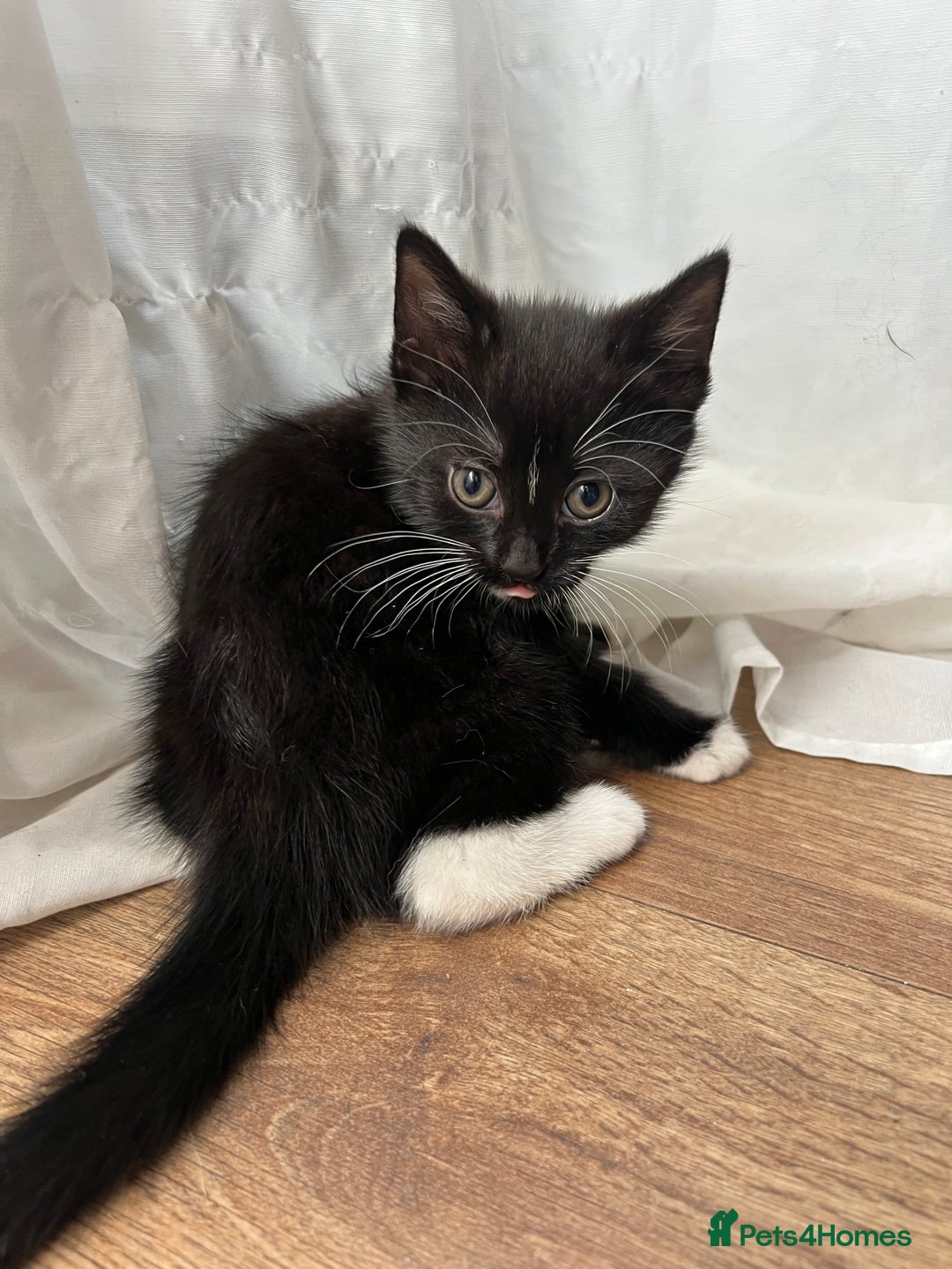 Mixed Breed cats for sale: GORGEOUS BOYS NEEDING HOMES - Image 5