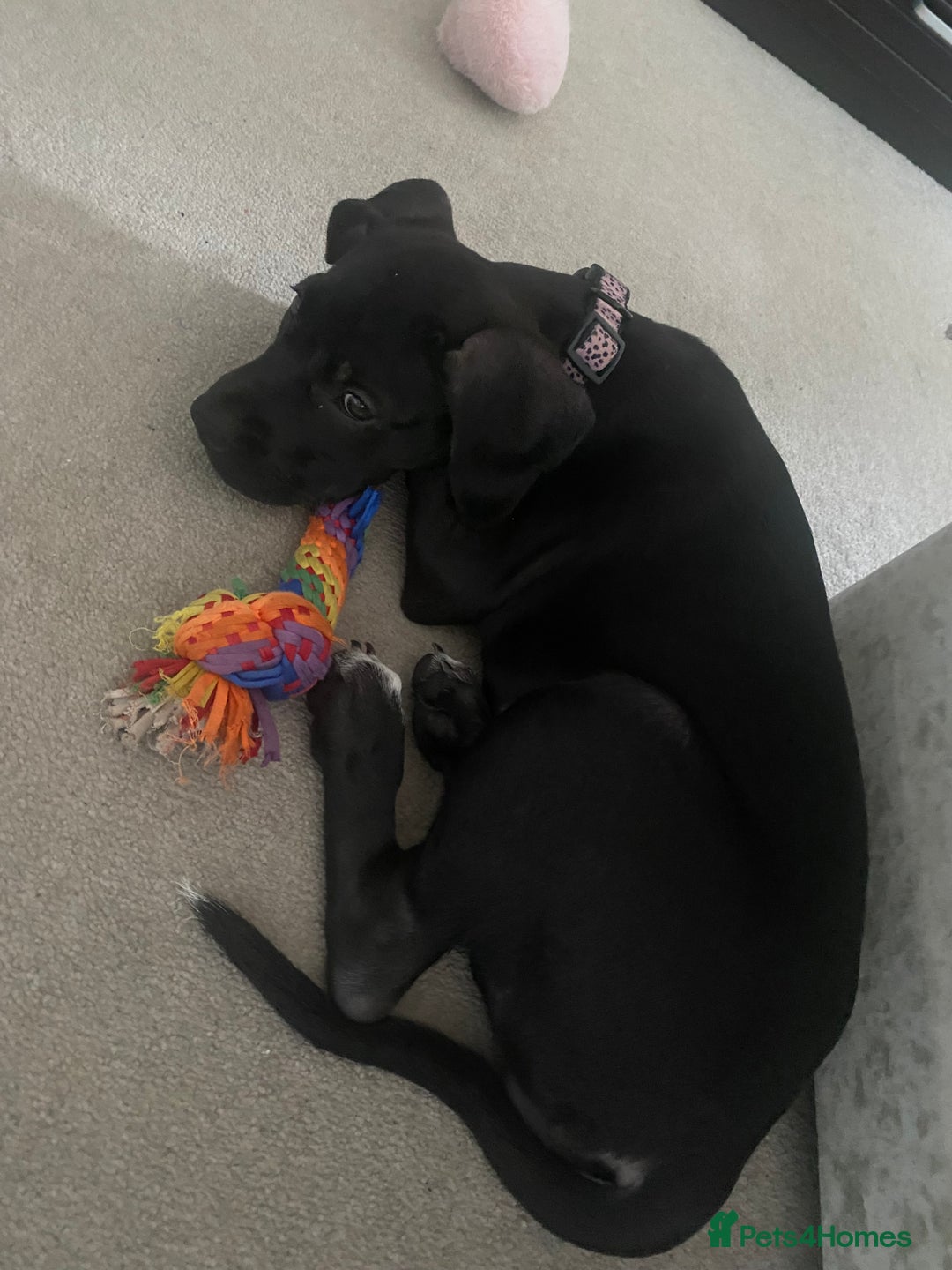 Cane Corso dogs for sale: Luna cane corso  - Image 5