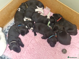 Bocker dogs Beautiful Bocker puppies - Advert 17