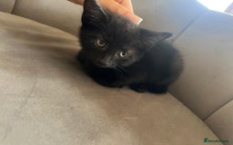 Domestic Shorthair cats for sale: Kittens - Image 4