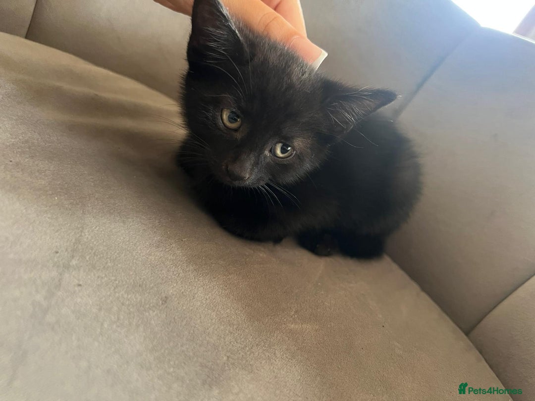 Domestic Shorthair cats for sale: Kittens - Image 4