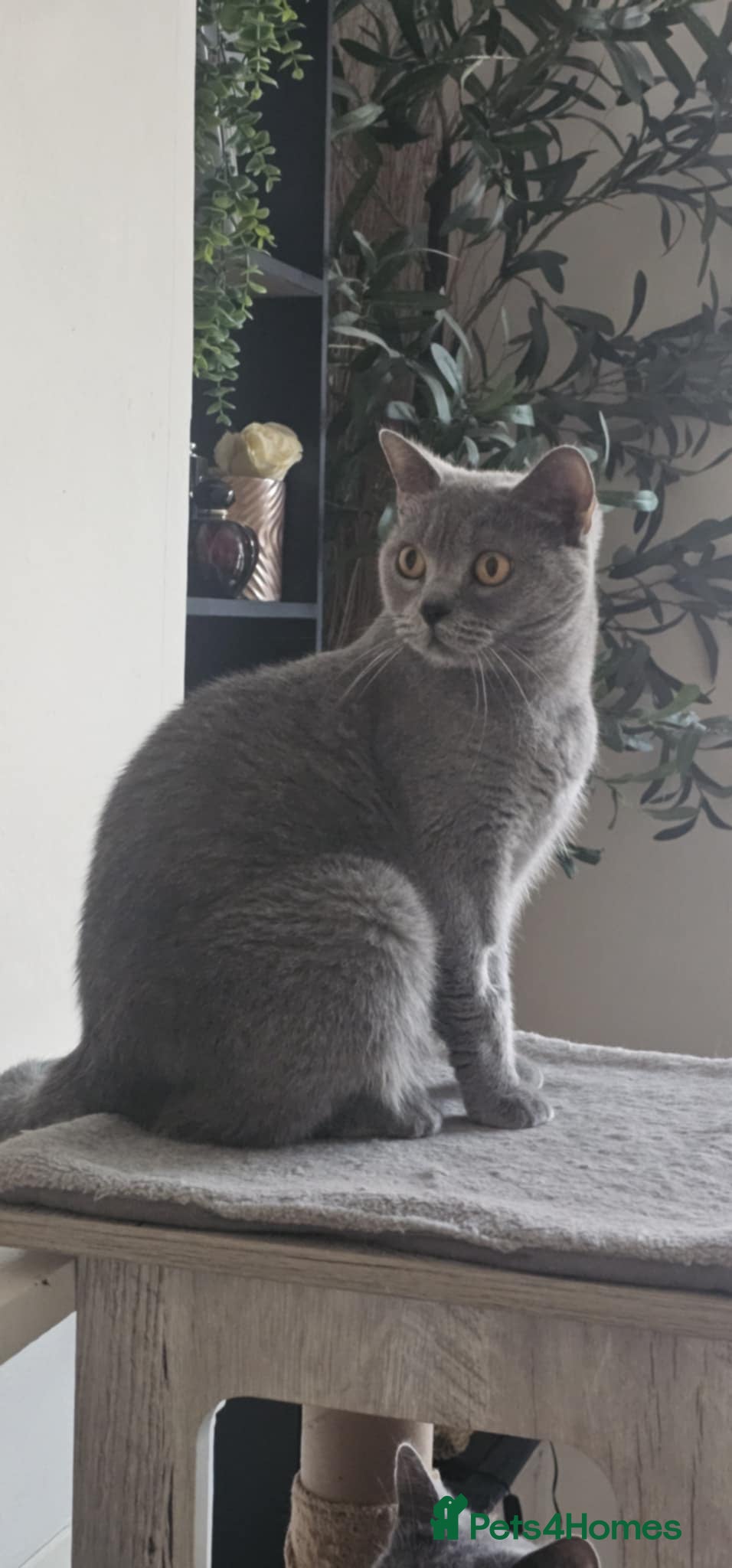 British Shorthair cats British shorthair cat GCCF - Advert 1