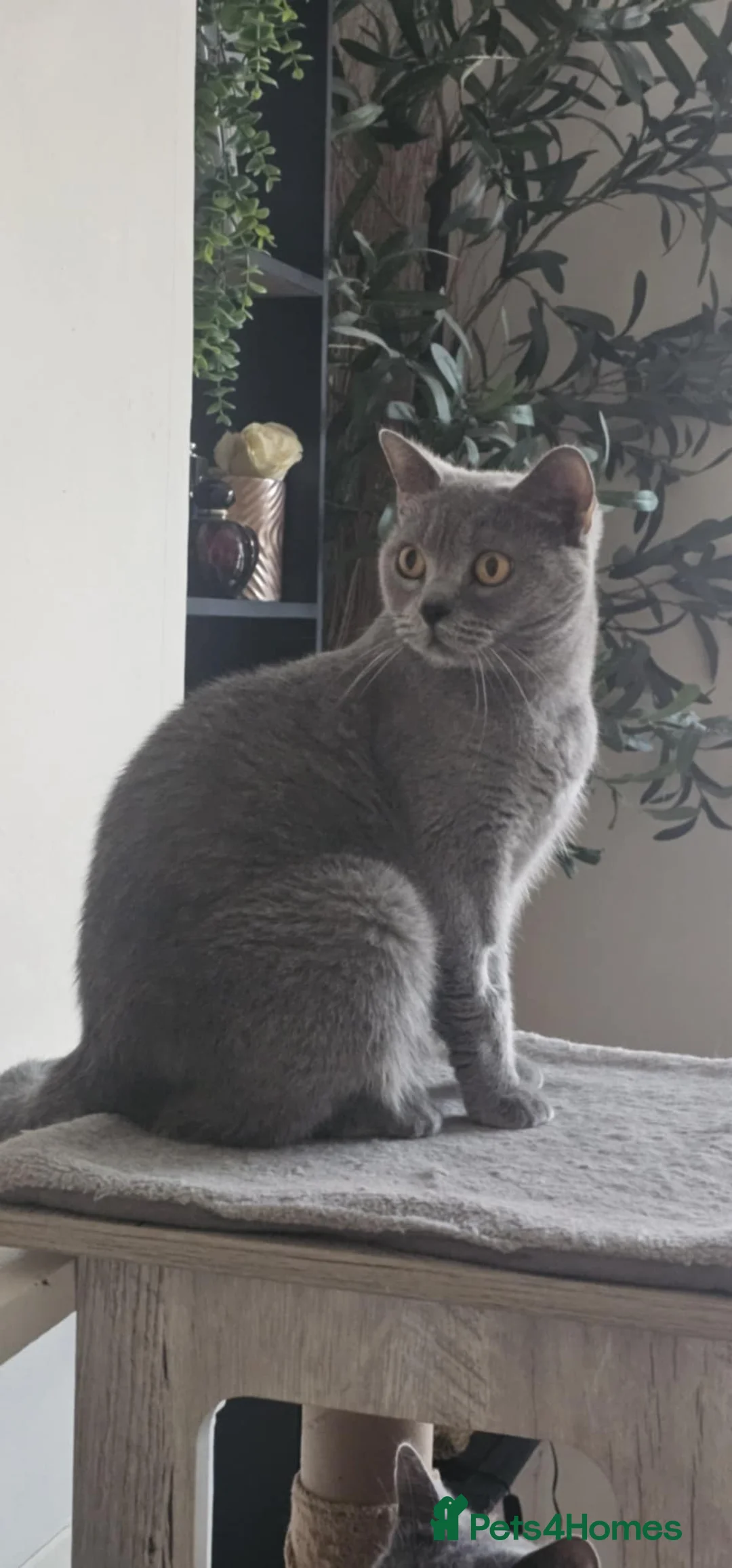 British Shorthair cats for sale: British shorthair cat GCCF - Advert 1