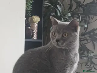 British Shorthair cats British shorthair cat GCCF - Advert 1