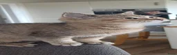 British Shorthair cats for sale: Loving, pretty Scottish Straight kittens  - Advert 29