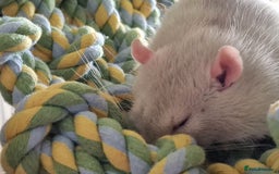 Rat rodents for sale: X3 male rats lovely boys 7 months old  - Image 7