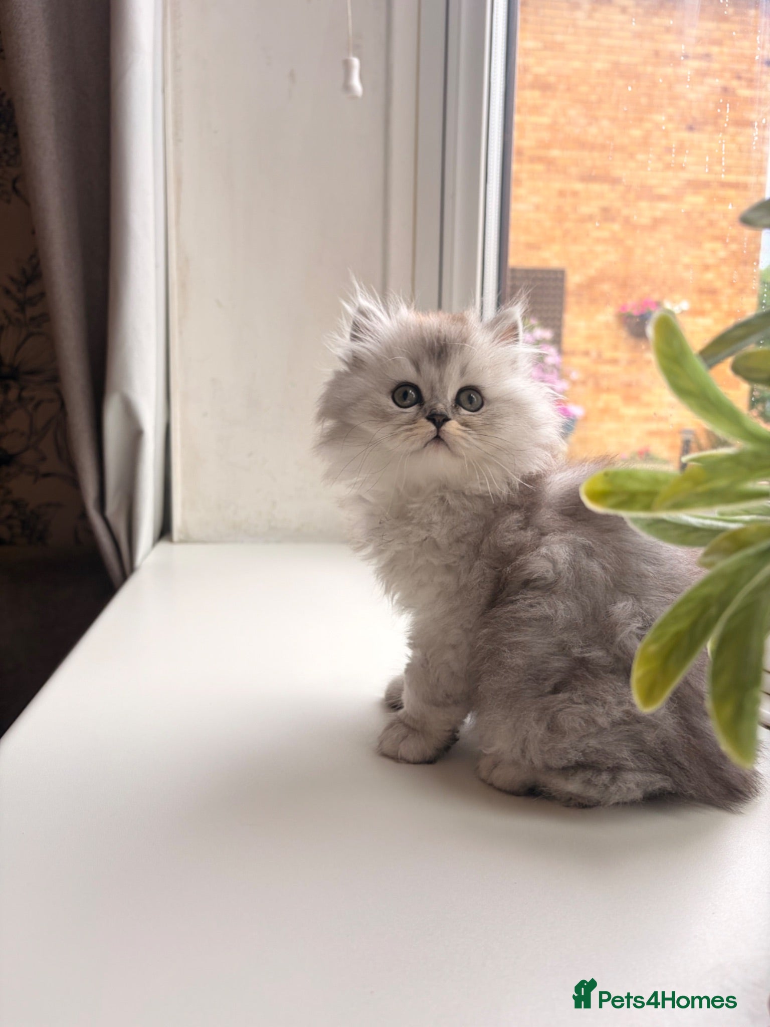 British Longhair cats British Shorthair/Persian chinchilla kittens  - Advert 7