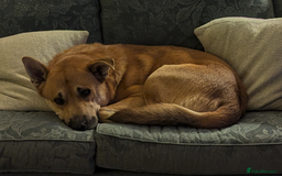 Mixed Breed dogs for sale: Odin. Sweet and beautiful crossbreed boy - Image 27