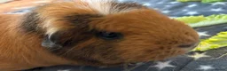 Guinea Pig rodents for sale: Male Guinea Pig for rehoming - Advert 5
