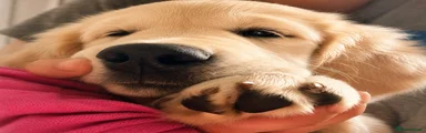 Golden Retriever 2