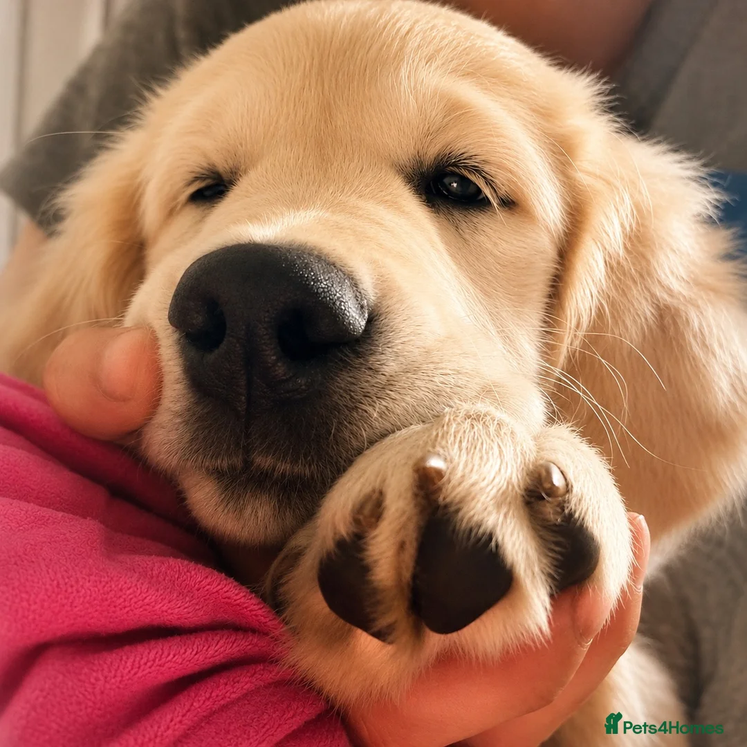 Golden Retriever dogs for sale: Therapy Dog -Multi-Championship Bloodlines - Advert 15