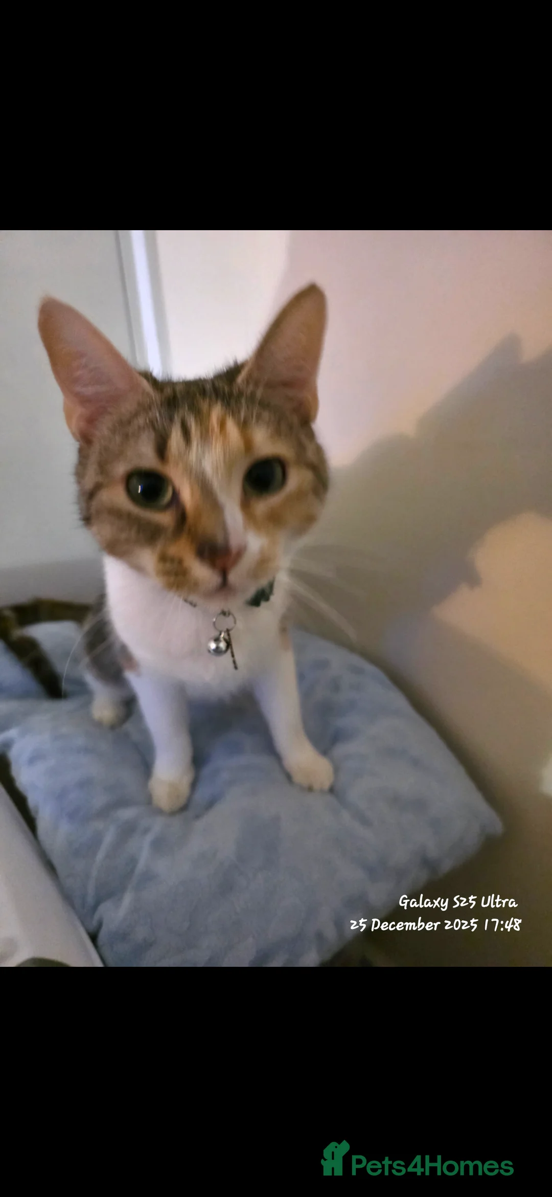 Domestic Shorthair cats for sale: Beautiful female cat - Advert 2