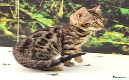 Bengal cats for sale: CUTE SNOW & BROWN BENGAL KITTENS (TICA REG) - Image 11