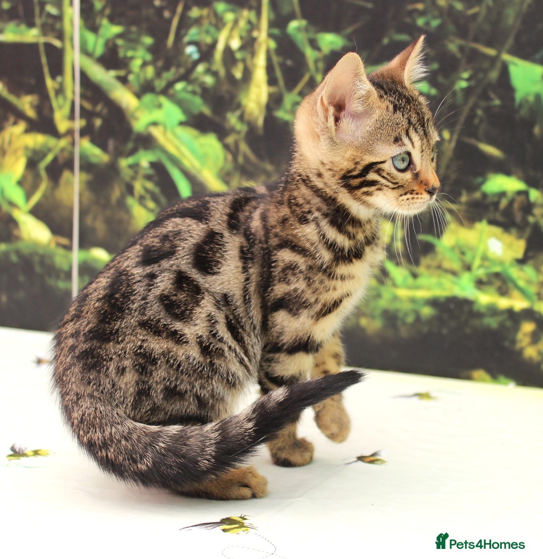 Bengal cats for sale: CUTE SNOW & BROWN BENGAL KITTENS (TICA REG) - Image 11