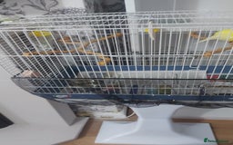 Canaries birds for sale: Male yellow canary with cage on stand  - Image 6