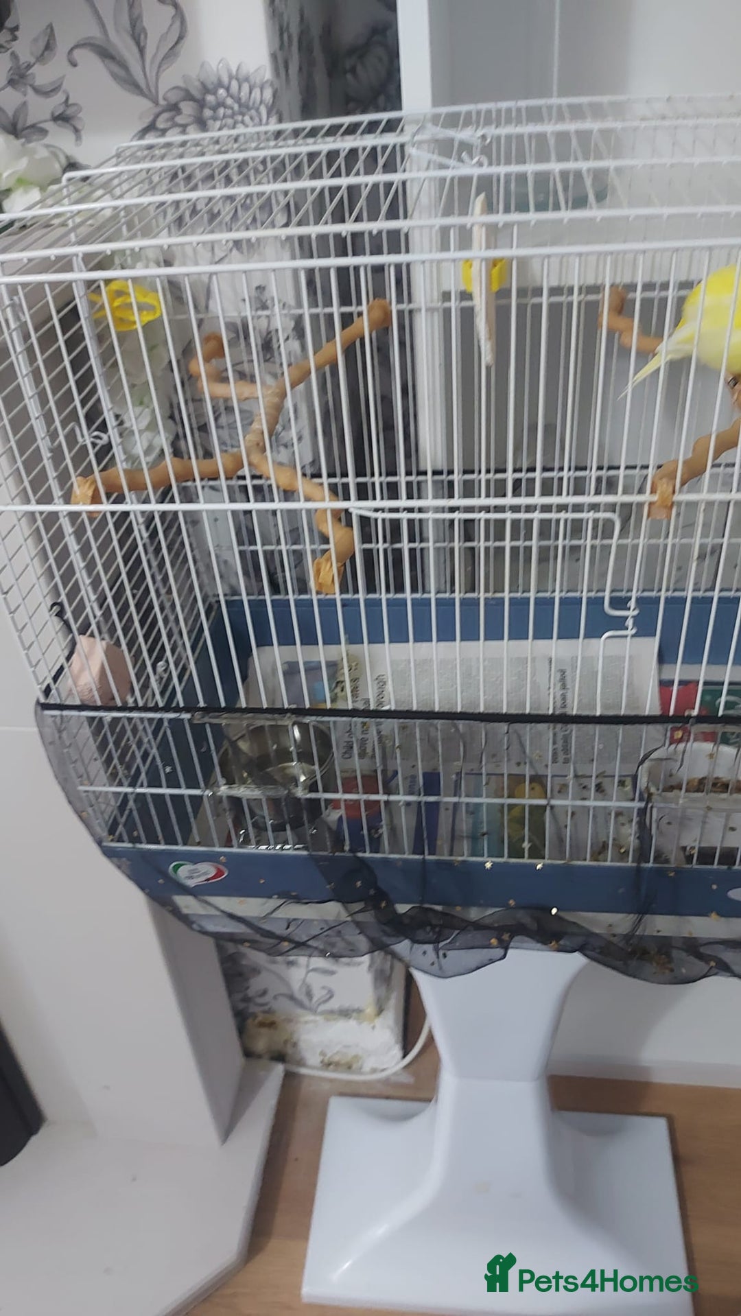 Canaries birds for sale: Male yellow canary with cage on stand  - Image 6